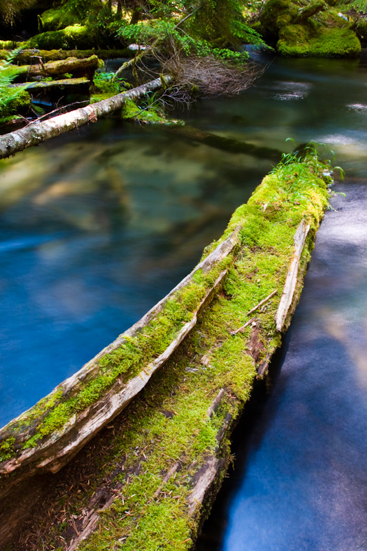 Moss Covered Log In Clearwater River